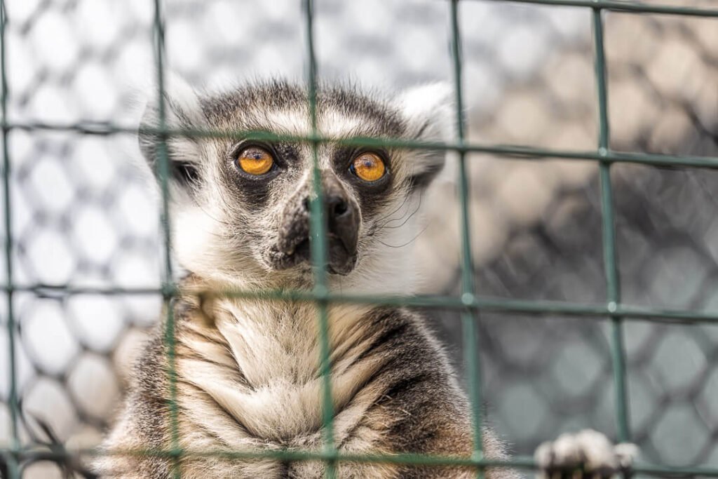 lemur at isle of wight zoo