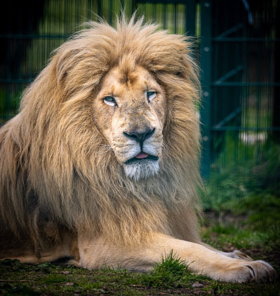 lion at isle of wight zoo