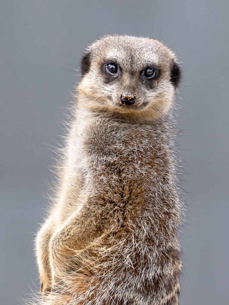 meerkat Madagascar iow zoo