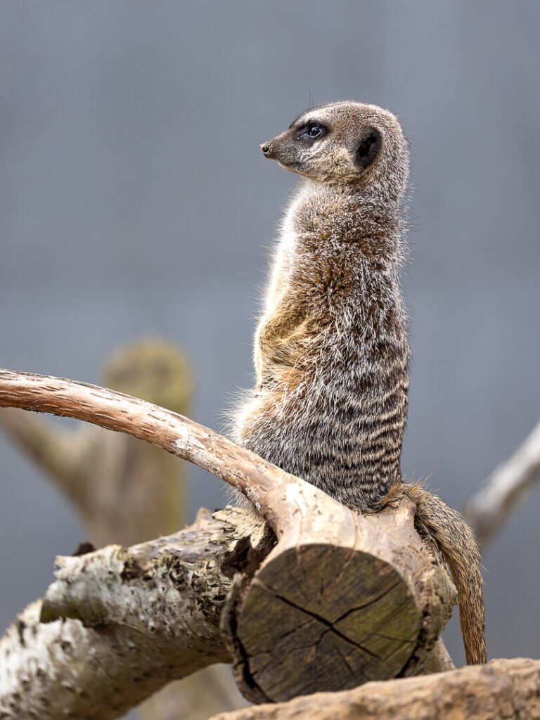 wildheart animal sanctuary meerkat keeping watch