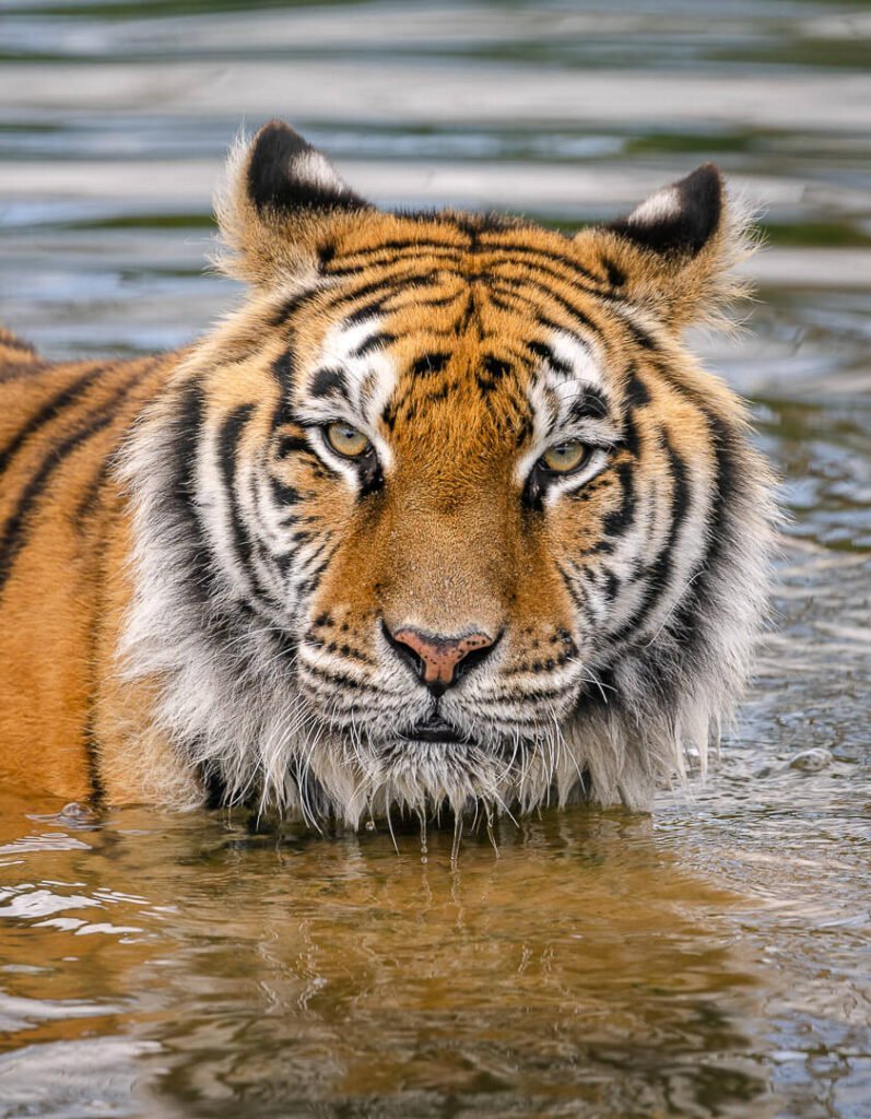 tiger in the water big cat