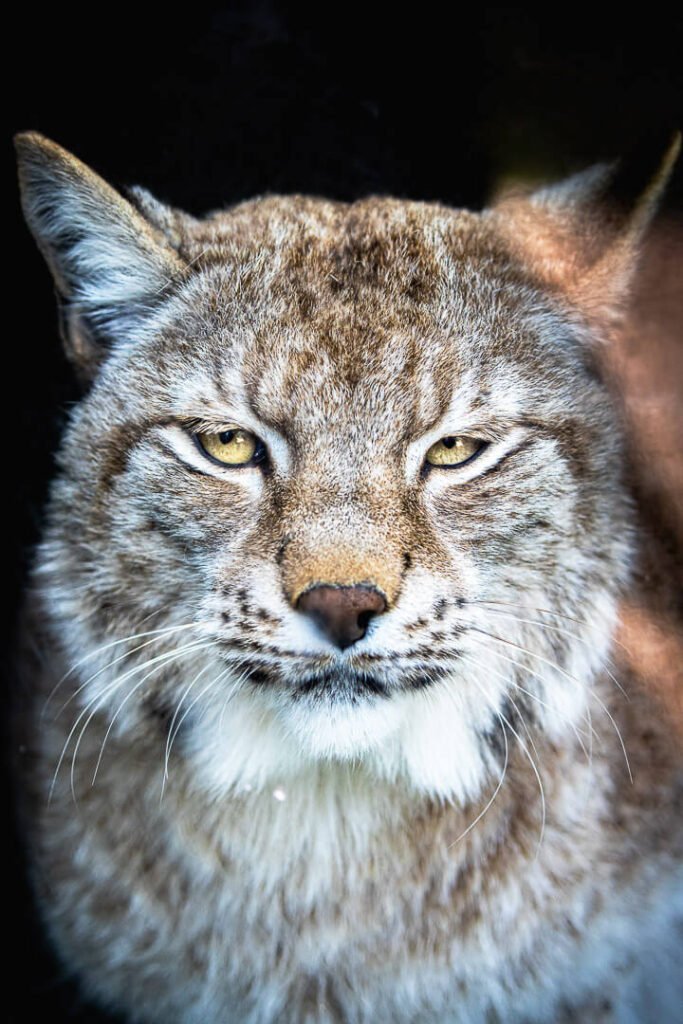 Beautiful Eurasian Lynx