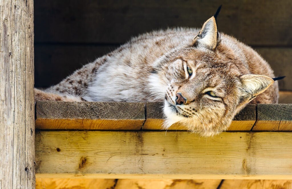 Eurasian Lynx