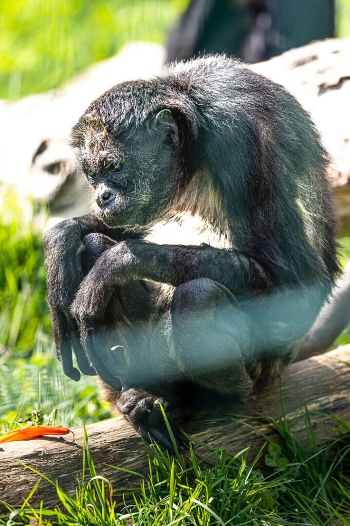 monkey isle of wight zoo