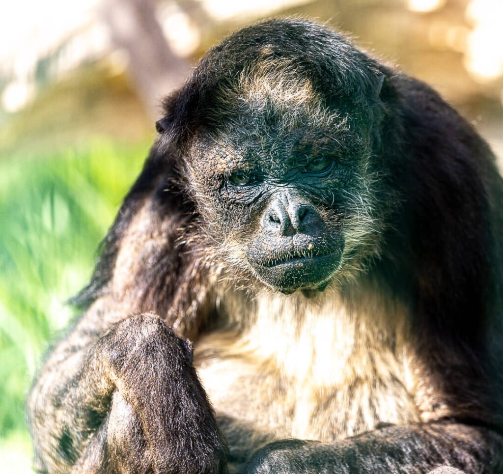 monkey isle of wight zoo