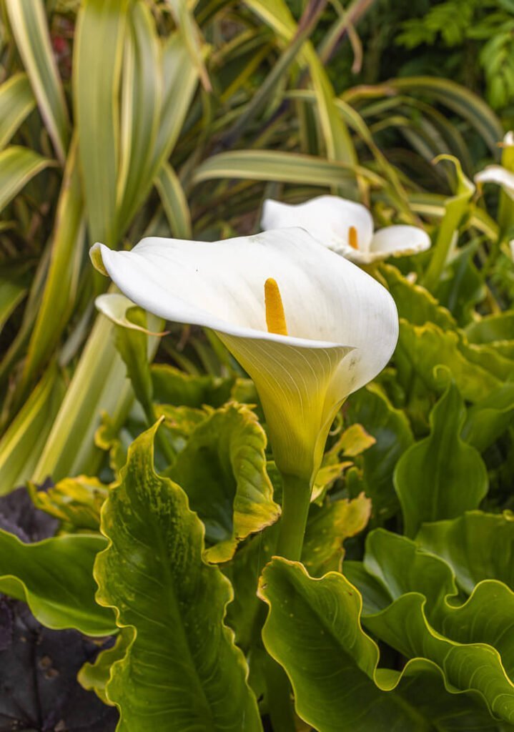 flowers of mottistone