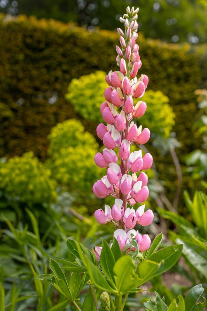 flowers of mottistone