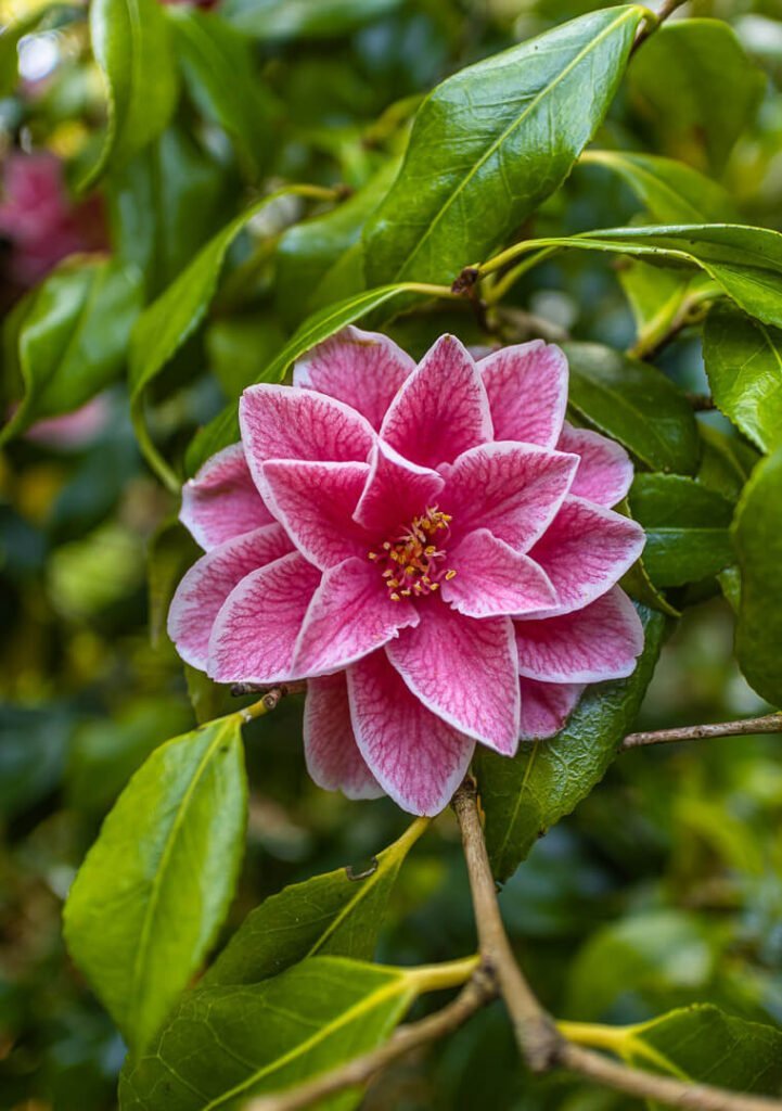 flowers of mottistone