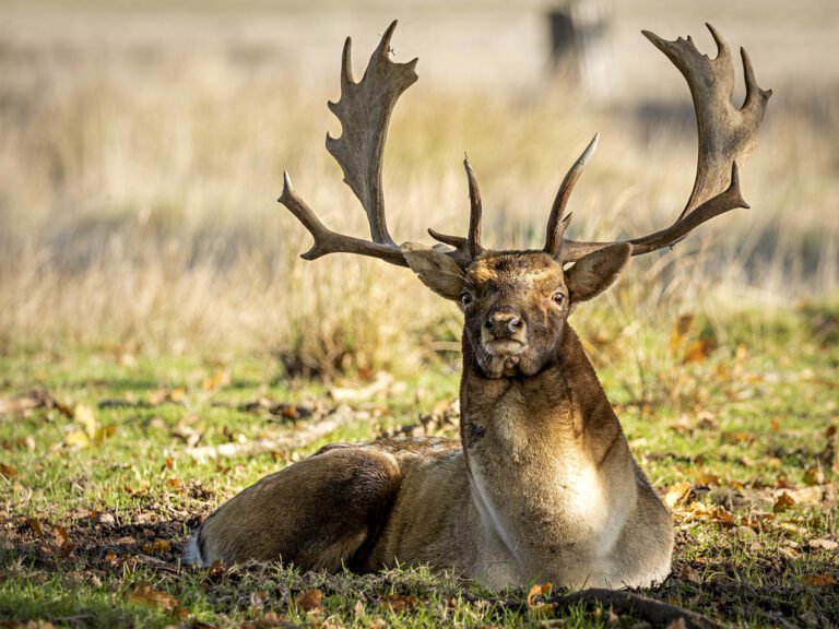 deer at petworth park in sussex