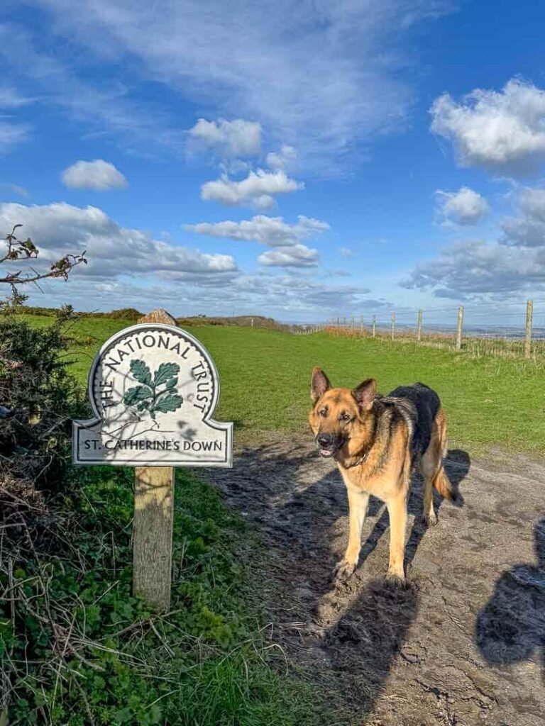 st Catherines down dog walks isle of wight