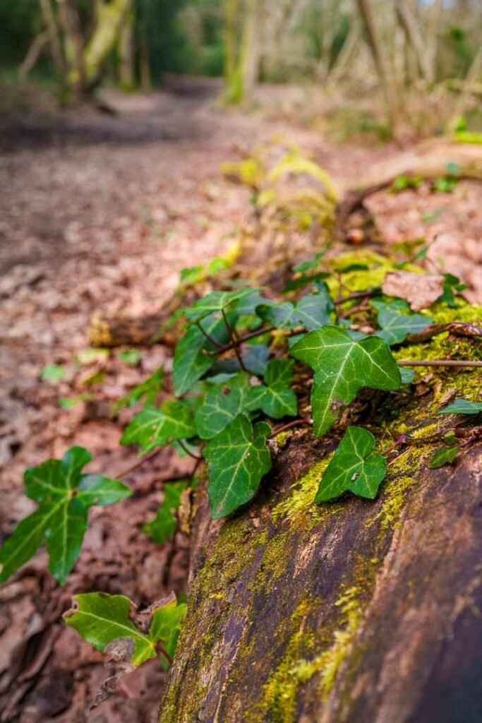 borthwood copse dog walks