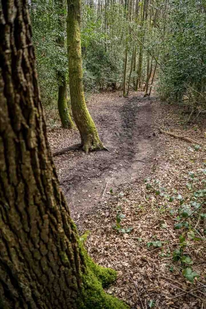 borthwood copse isle of wight 