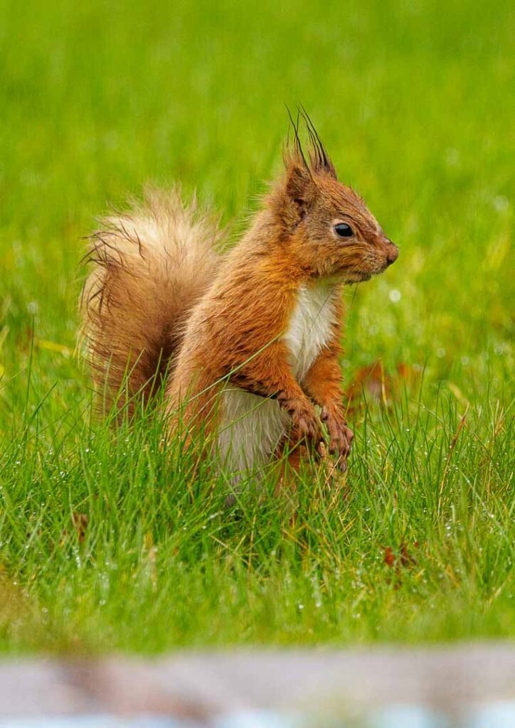 isle of wight red squirrel